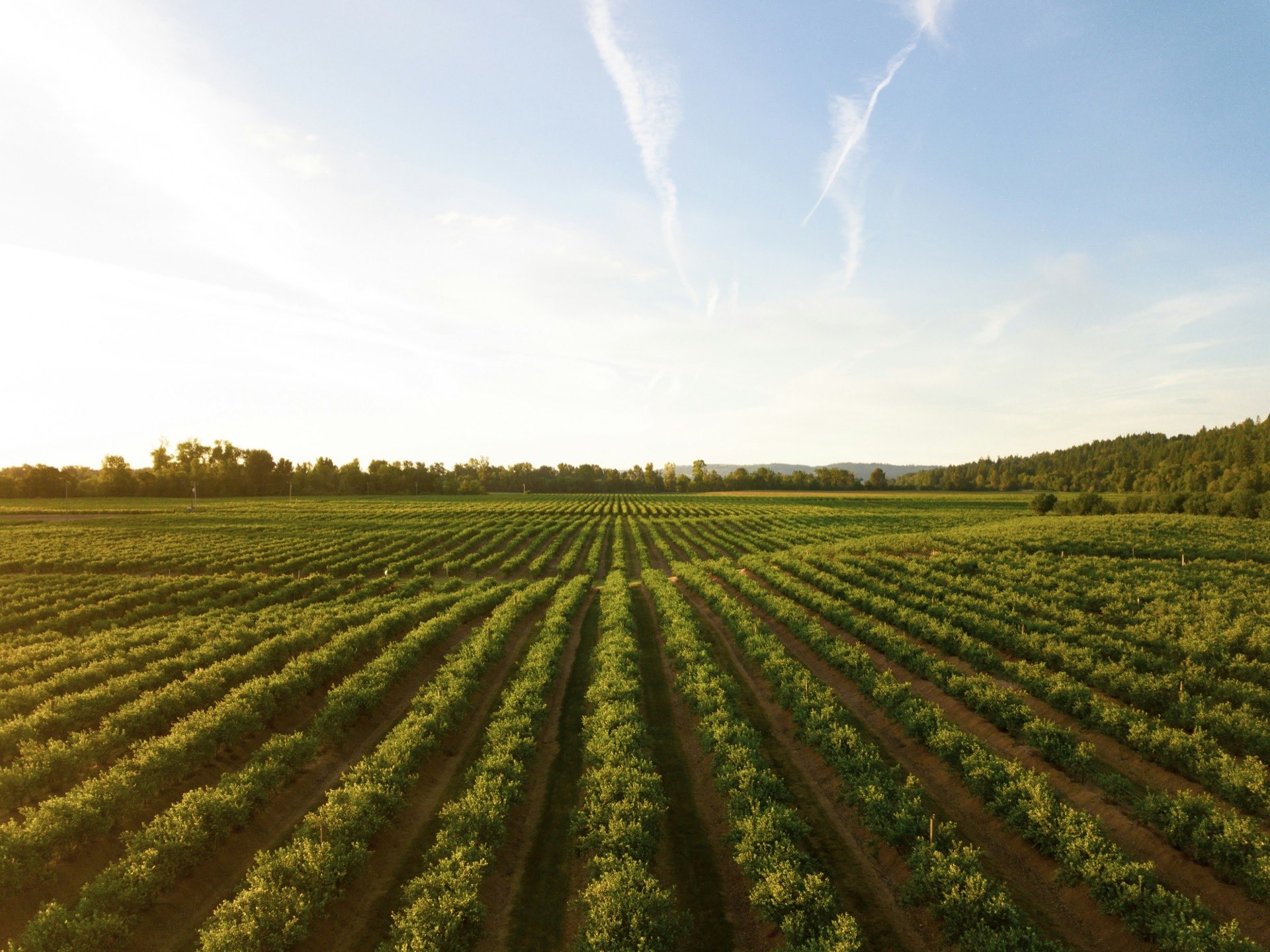 Real Estate Farming: How to Own a Neighborhood's Listings